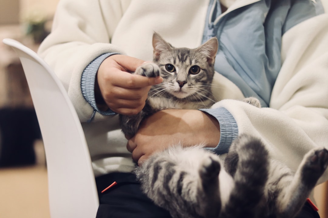 A kitten receiving a veterinary check-up before being fixed
