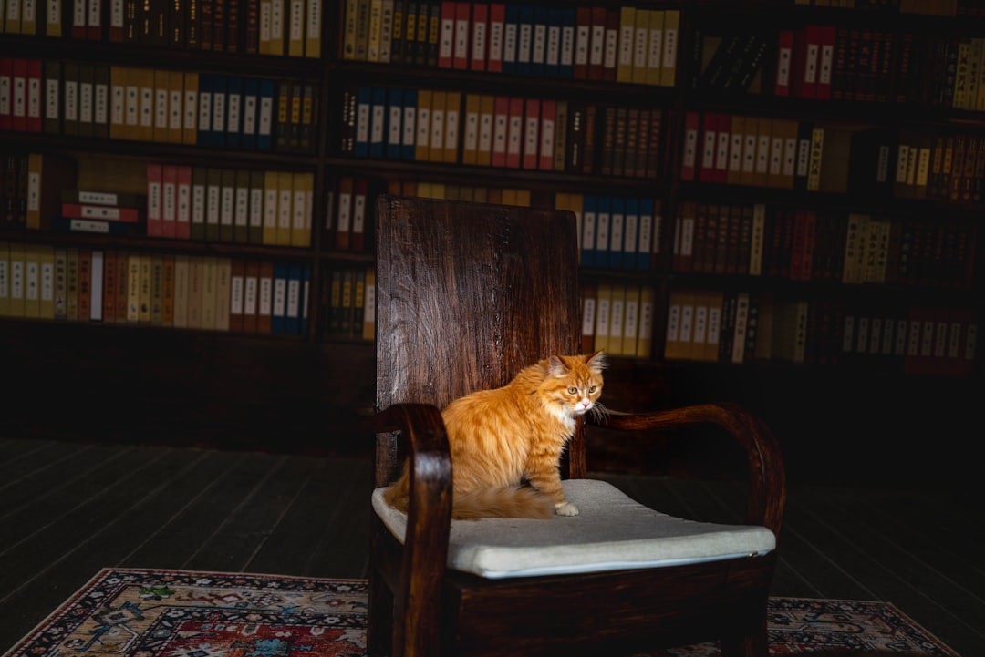 A quiet room prepared at home for a cat adopted at an event