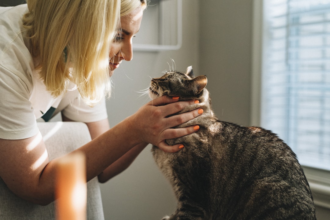 A vet consultation to rule out medical causes before rehoming a cat
