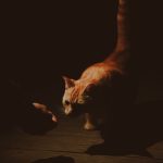 A sociable cat approaching a person at a colony feeding site