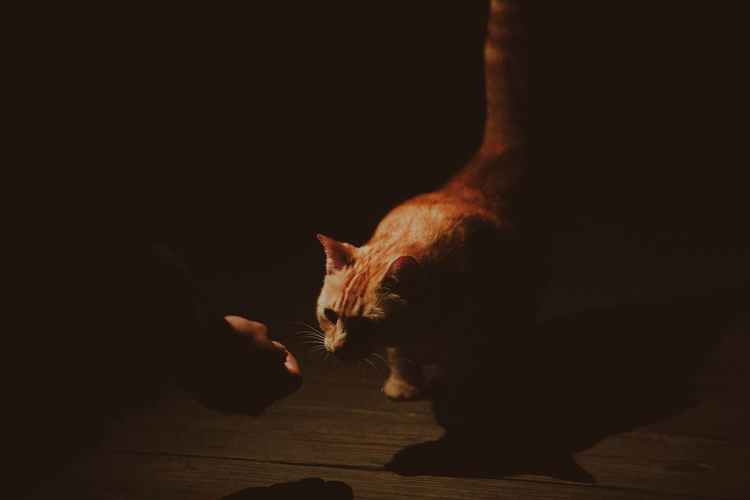 A sociable cat approaching a person at a colony feeding site