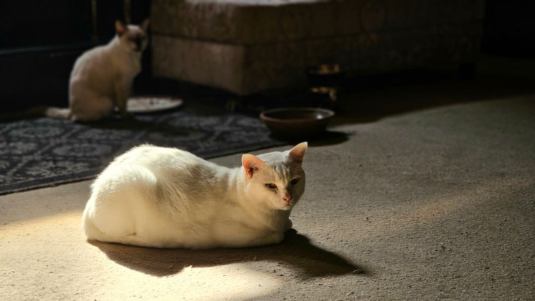 A sociable colony cat settling into an indoor foster space