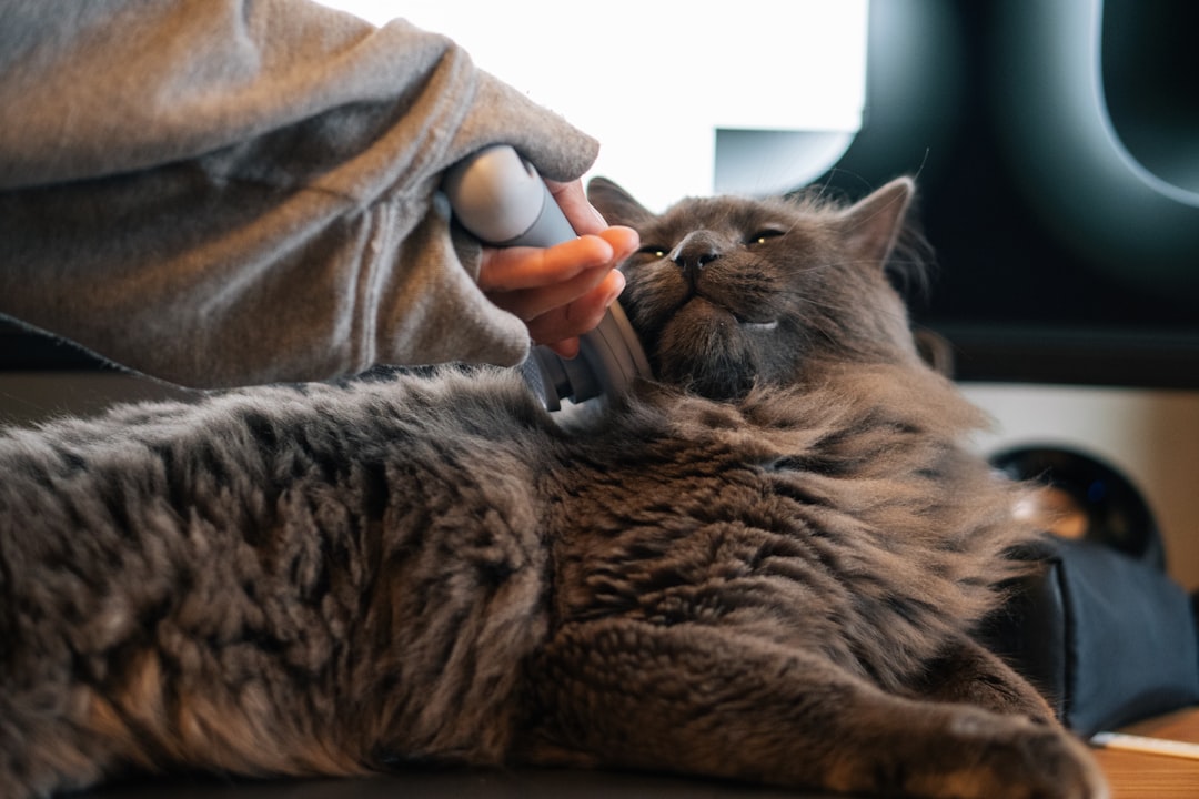 Regular grooming by a non-allergic household member reduces loose dander