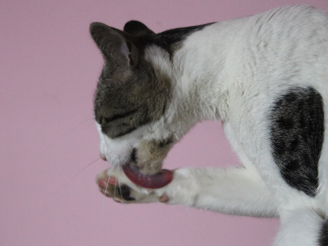 Grooming leads to swallowed hair, a common cause of occasional vomiting