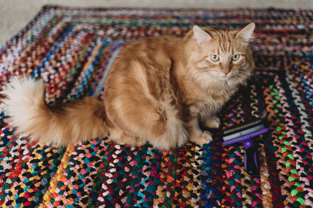 Older cats often need help with grooming they can no longer manage