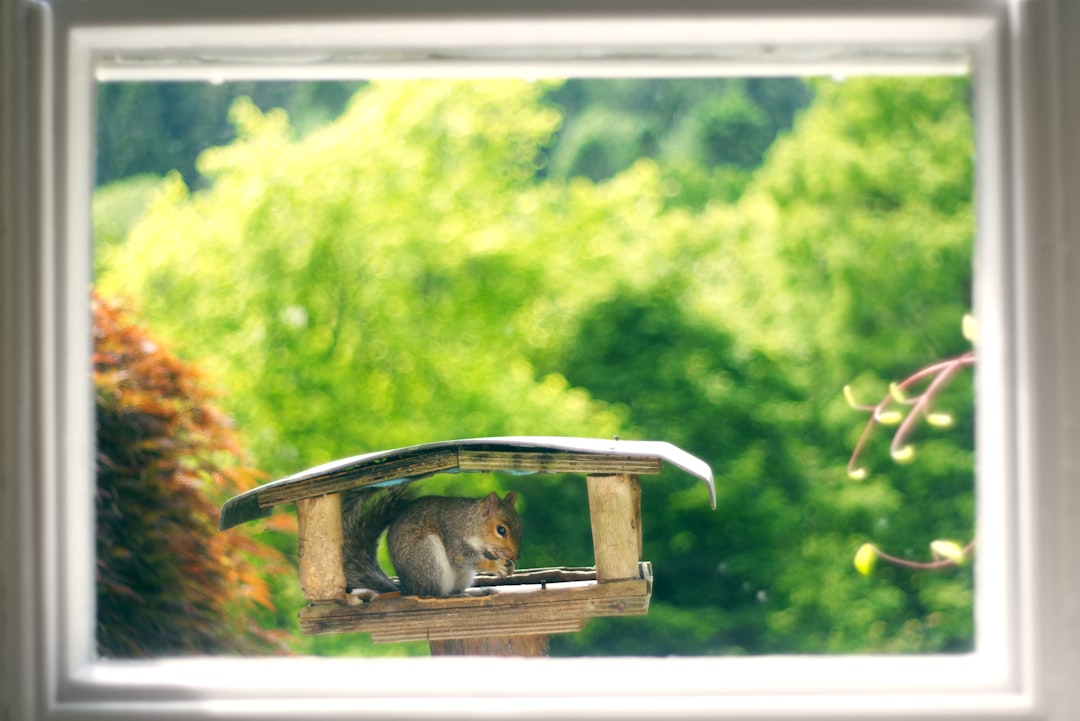 A community cat waiting at a feeding station