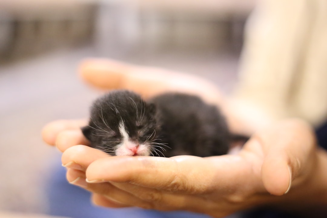 Carefully handling a neonatal kitten to check its condition
