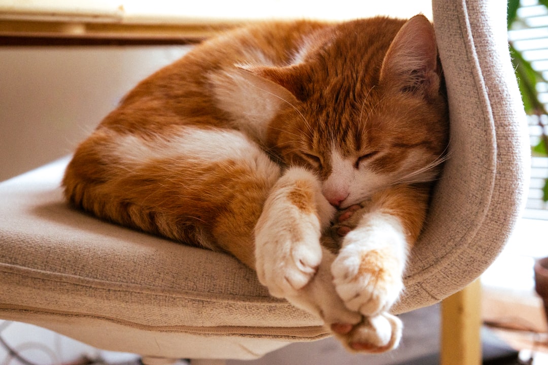 An adopted cat settled comfortably into its new Hanford home