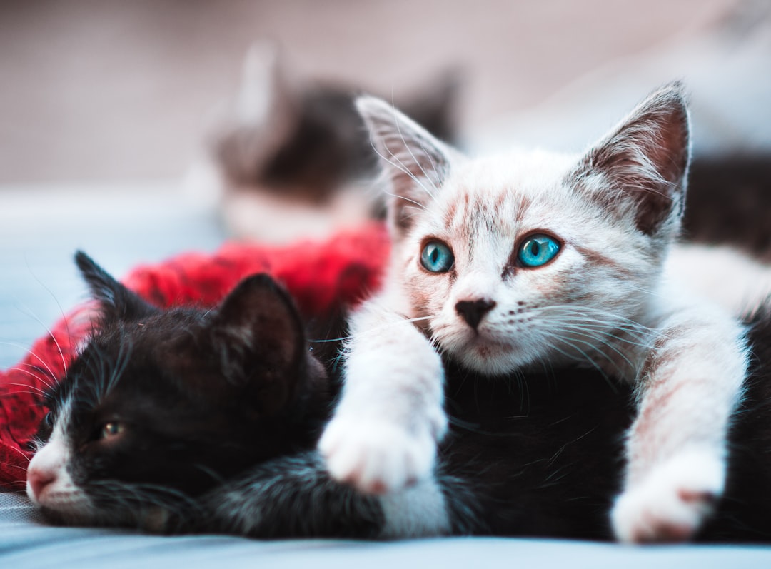 A bonded pair of kittens available together in Kings County