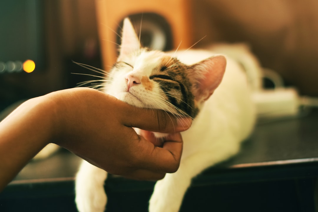 A family meeting an adoptable cat during a Hanford shelter visit