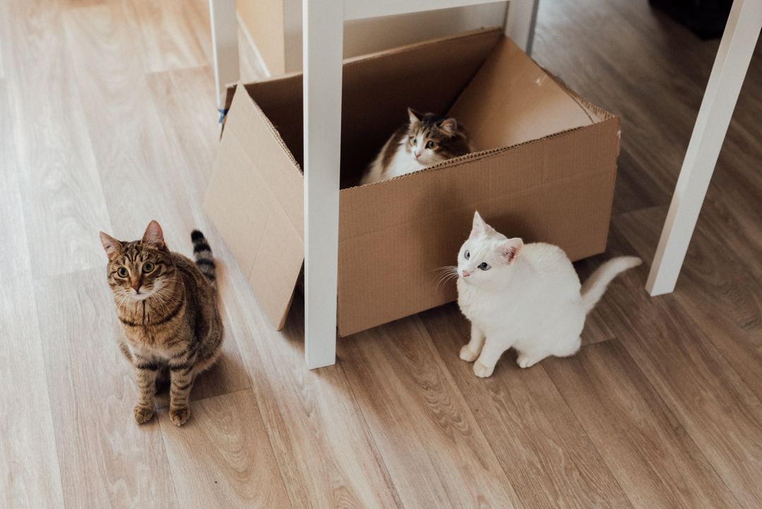 A litter box set up in a quiet room before bringing a cat home in Hanford