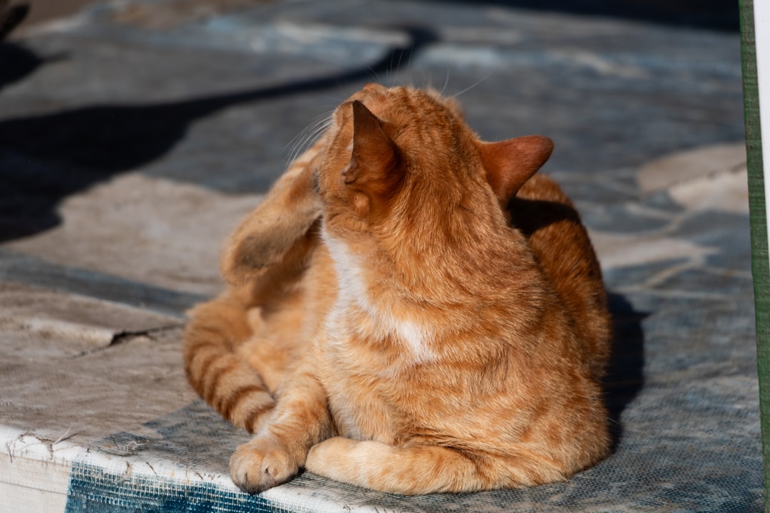 Head and neck itching is a characteristic pattern in cats