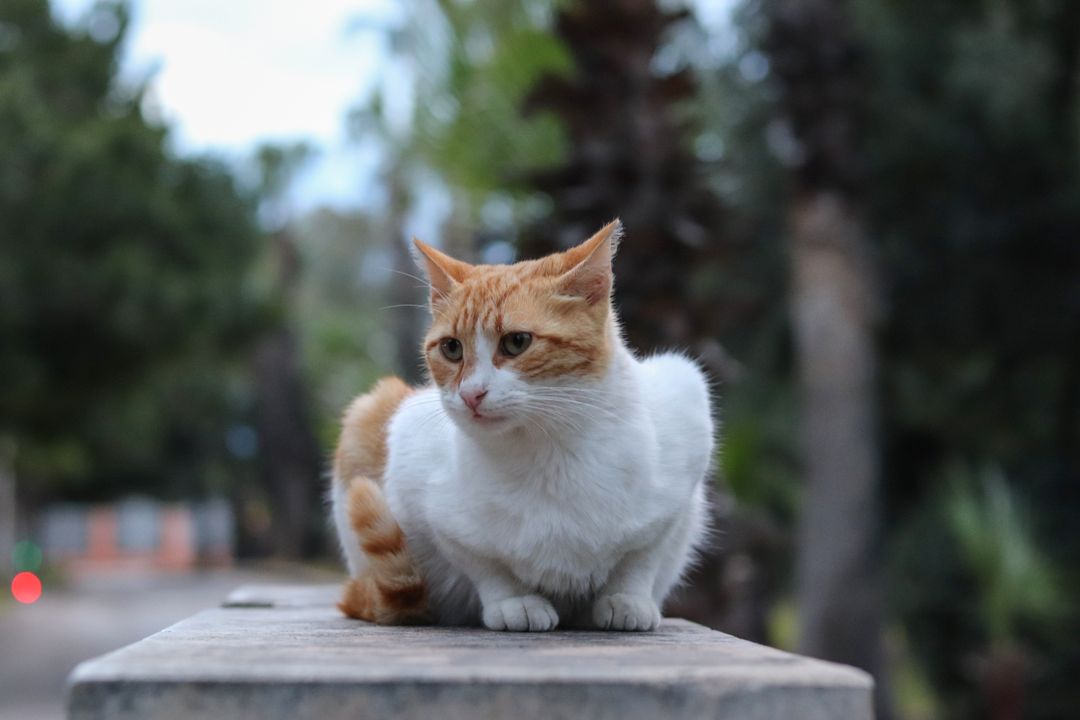 A healthy adult cat due for an annual check-up