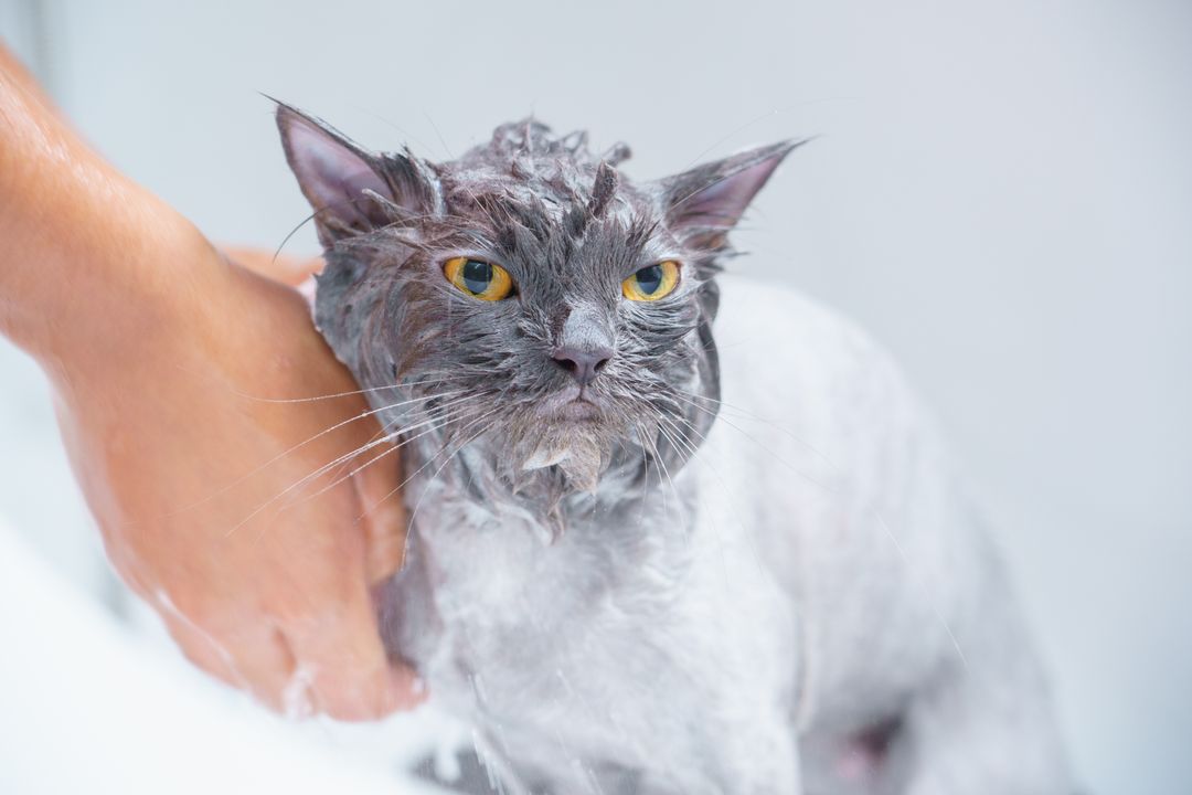 A healthy cat with a clean, parasite-free coat