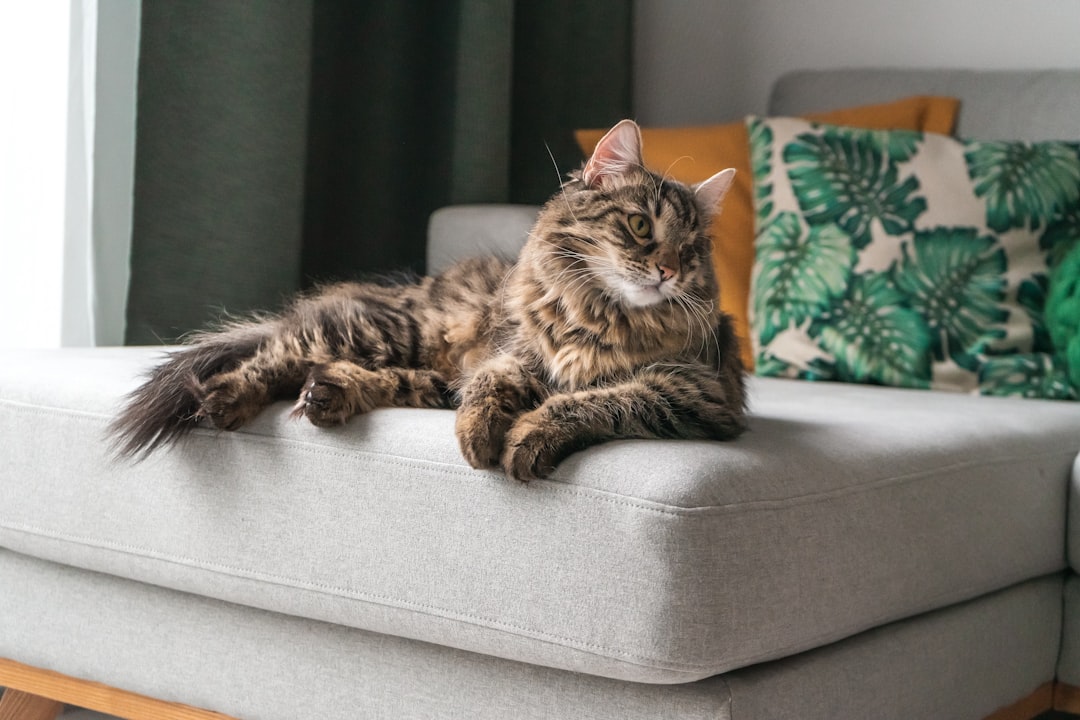 A healthy cat with unremarkable results