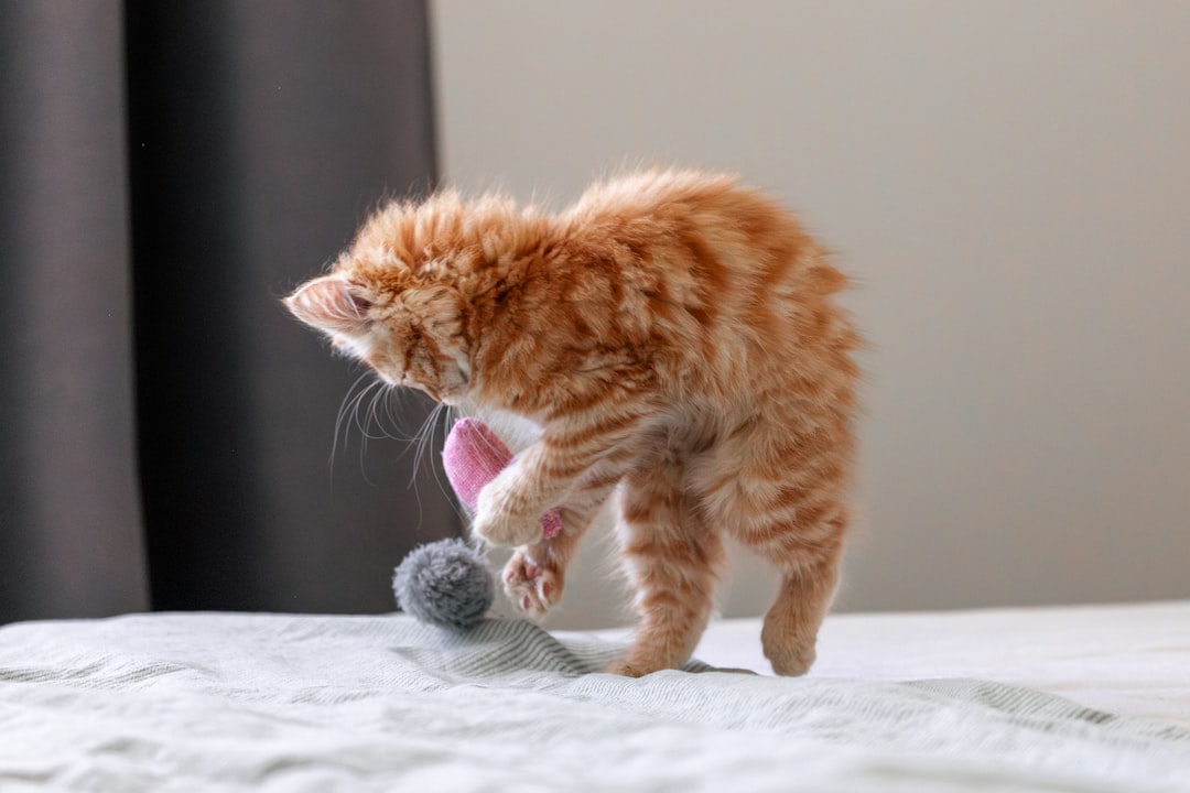 A healthy kitten thriving after appropriate worming treatment