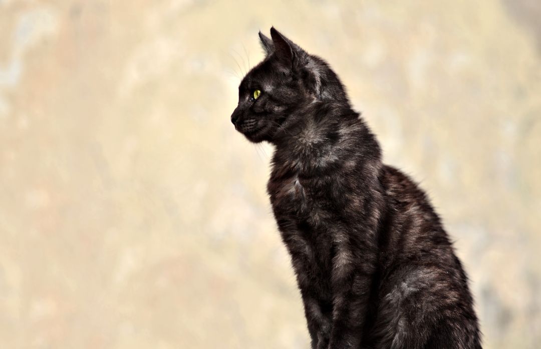 A healthy, glossy coat reflects good overall condition