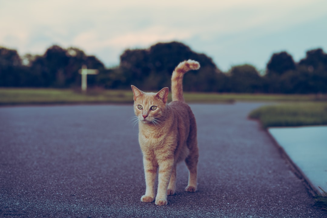 A healthy cat in a well-managed vaccinated colony