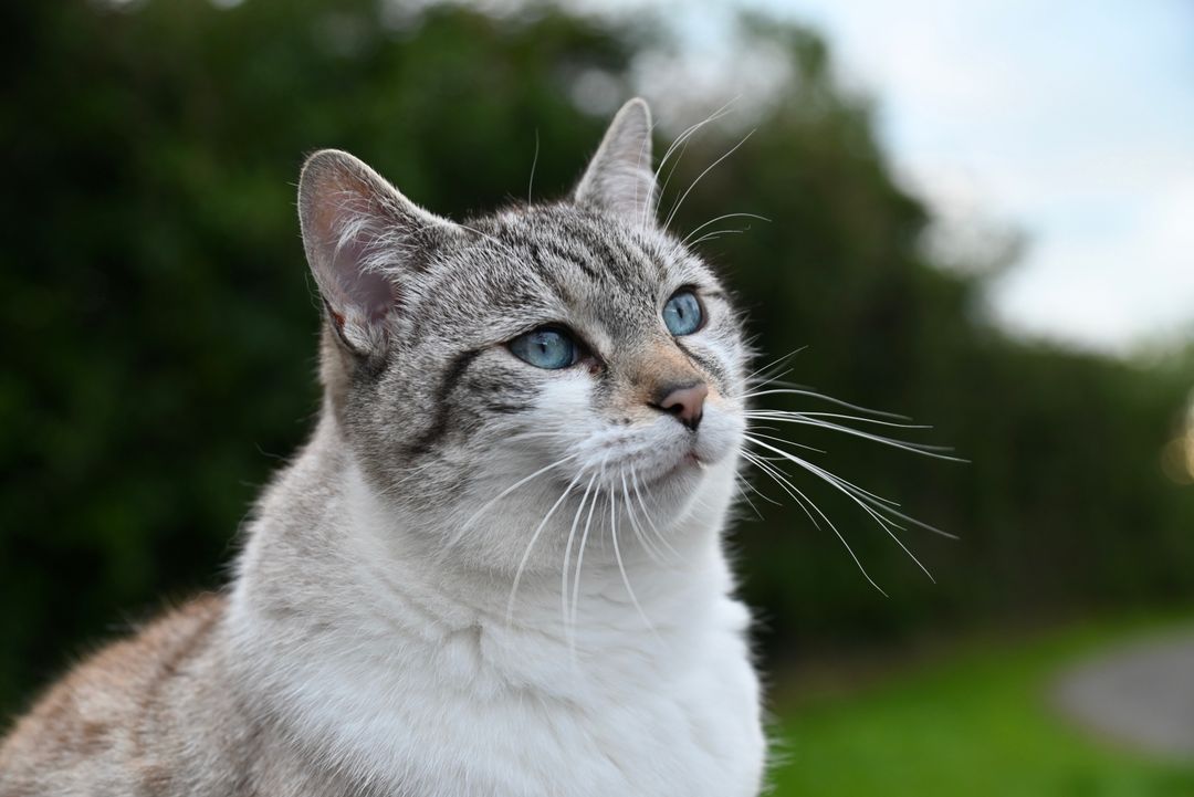 A healthy adult cat on a current vaccination schedule
