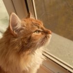 An indoor cat by a window, where mosquitoes still reach it