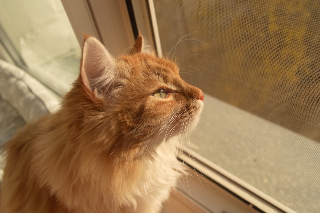 An indoor cat by a window, where mosquitoes still reach it