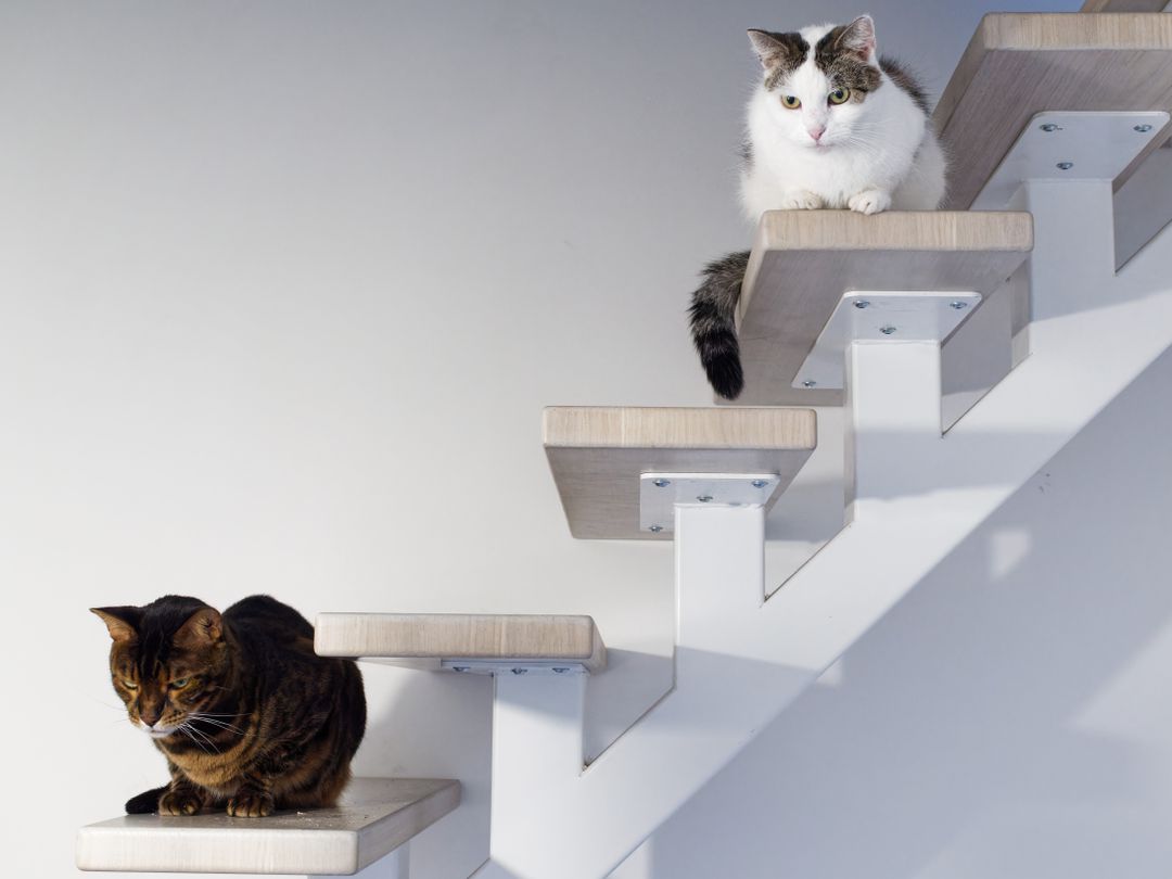 Simple home adaptations help mobility-impaired cats