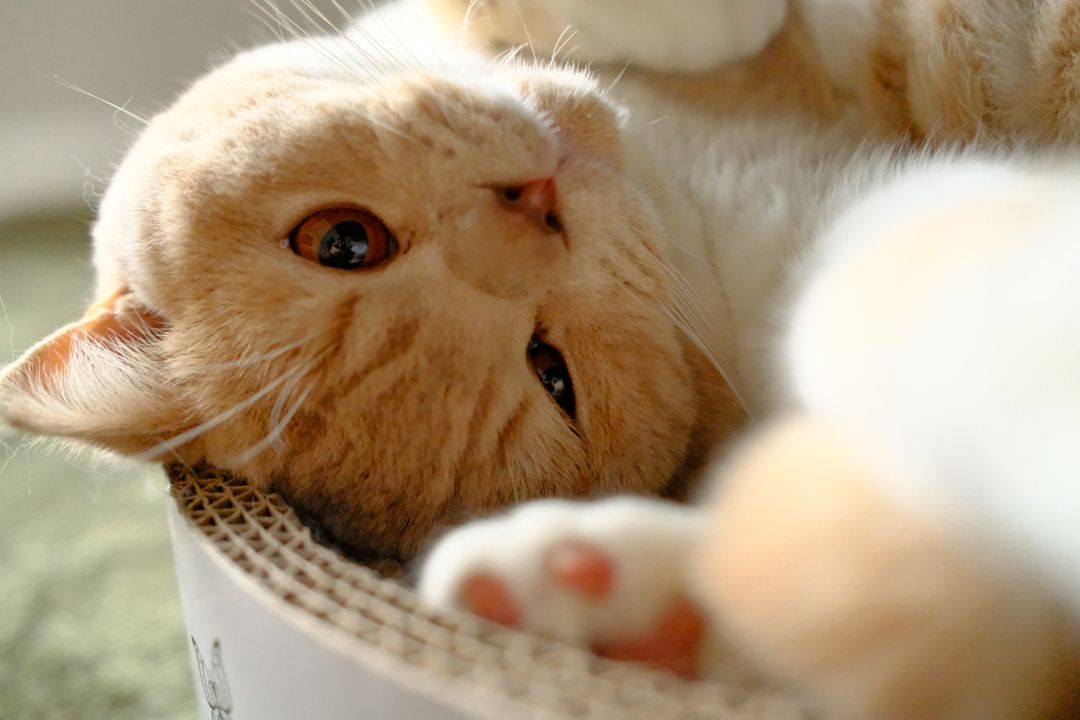 Some cats prefer horizontal cardboard scratchers
