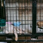 An adoption event set up inside a business venue