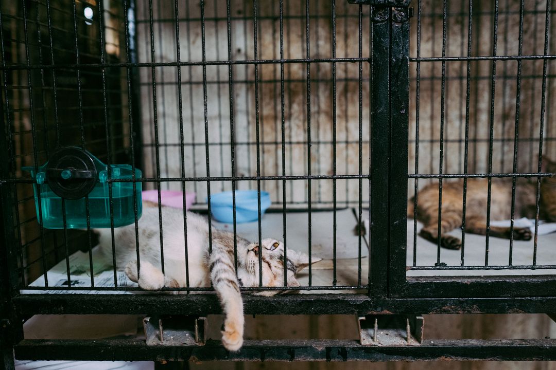 An adoption event set up inside a business venue