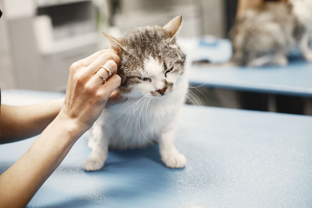How Often Should a Cat See the Vet? A Guide by Life Stage
