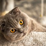 Cats in foster care, where rescue capacity is measured