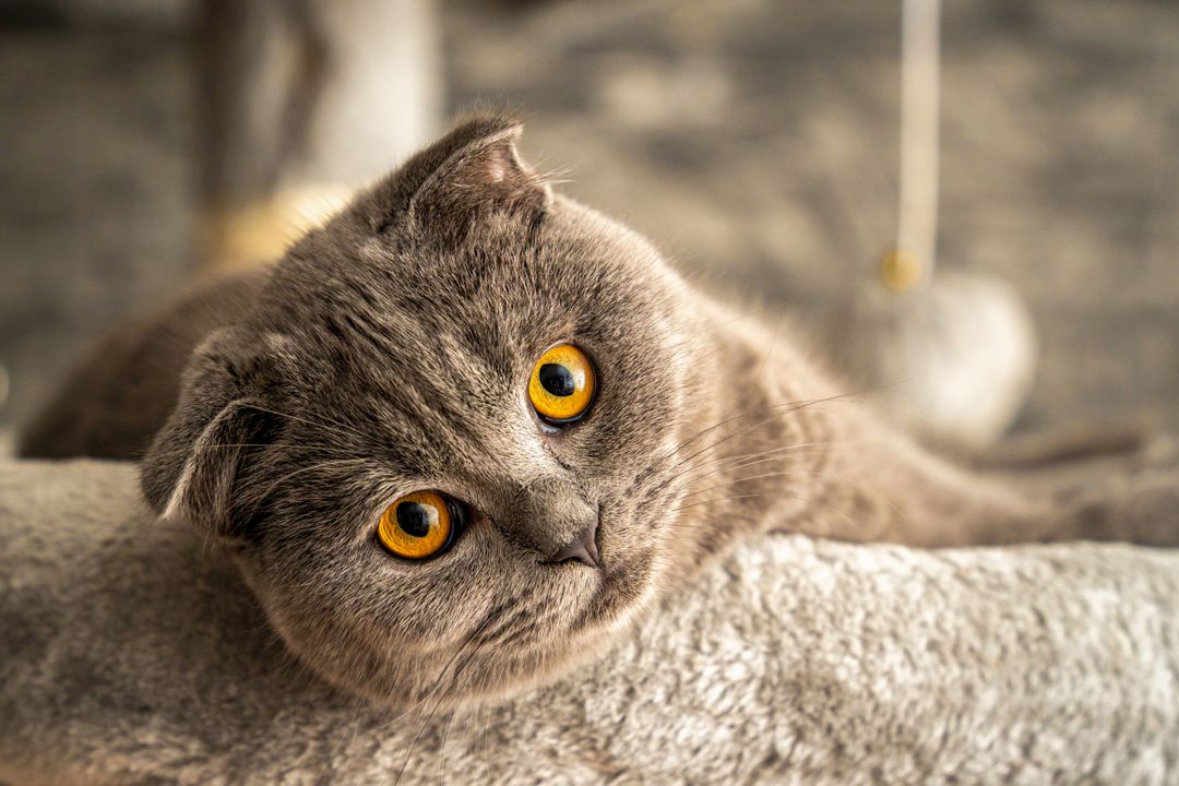 Cats in foster care, where rescue capacity is measured