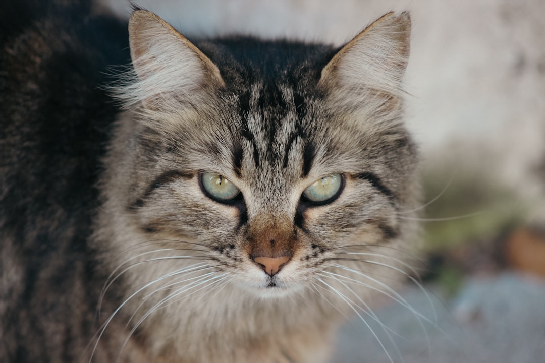 How to Estimate a Cat&rsquo;s Age When Nobody Knows It