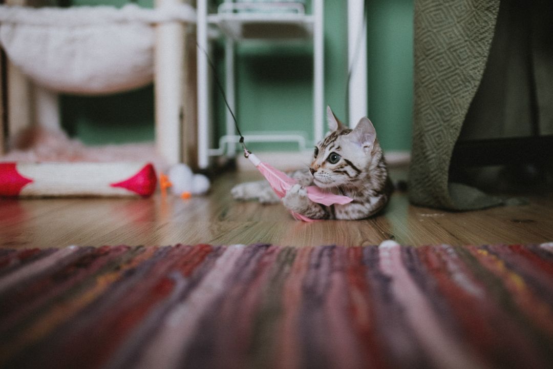 How to Play With Your Cat (Most People Do It Wrong)