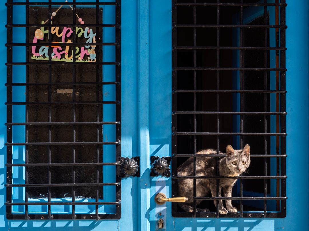 A humane trap set out for a community cat ahead of a TNR clinic appointment