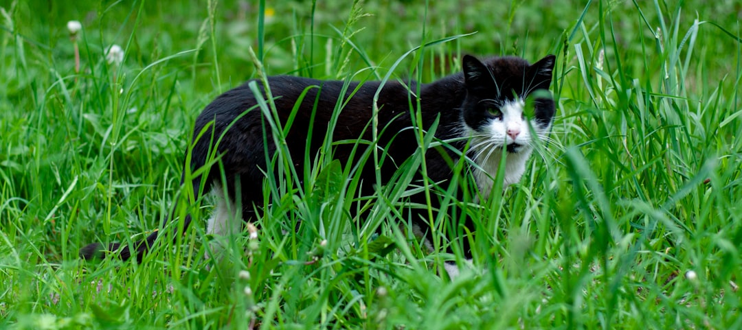 Hunting is a major route of worm transmission in outdoor cats