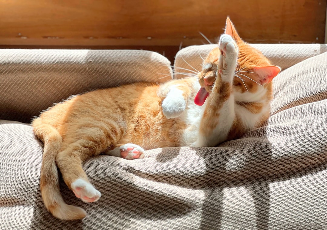 Coat condition typically improves once hyperthyroidism is controlled