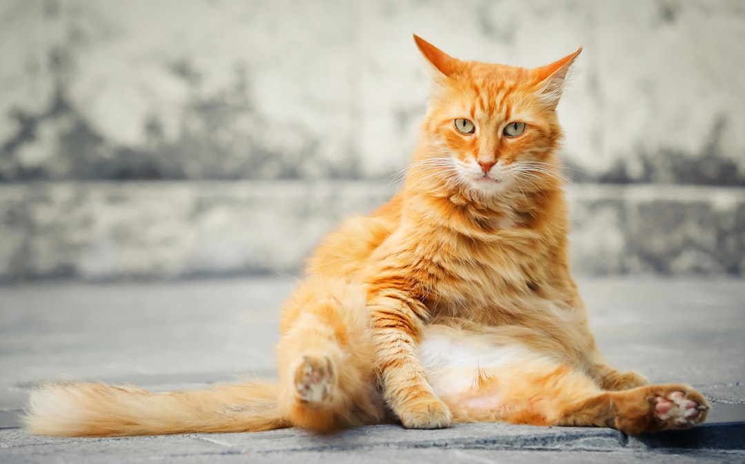An older cat appearing unusually active, a common presentation of hyperthyroidism