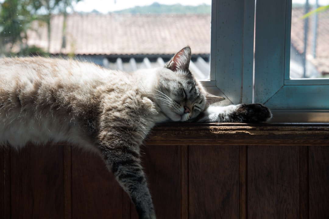 An indoor cat, which still needs a microchip in case it escapes