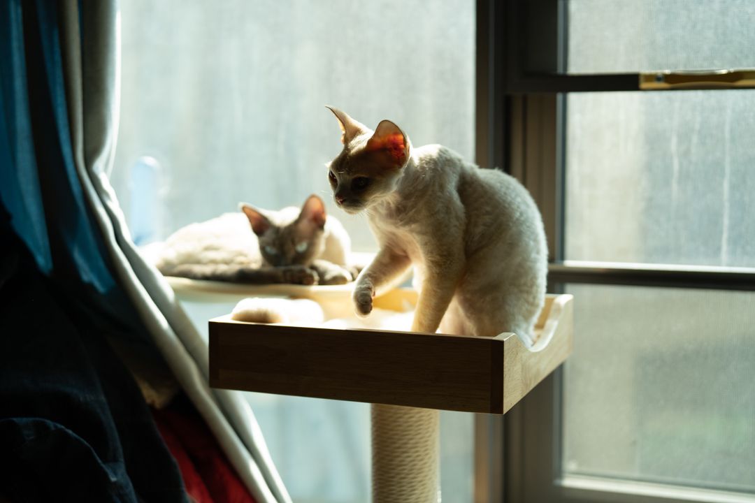 Indoor cats still need core vaccinations