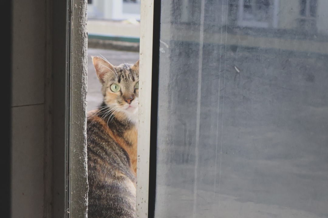 An indoor cat watching from a window, the most effective way to protect wildlife