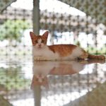 A cat at rest, where worm infections are often invisible