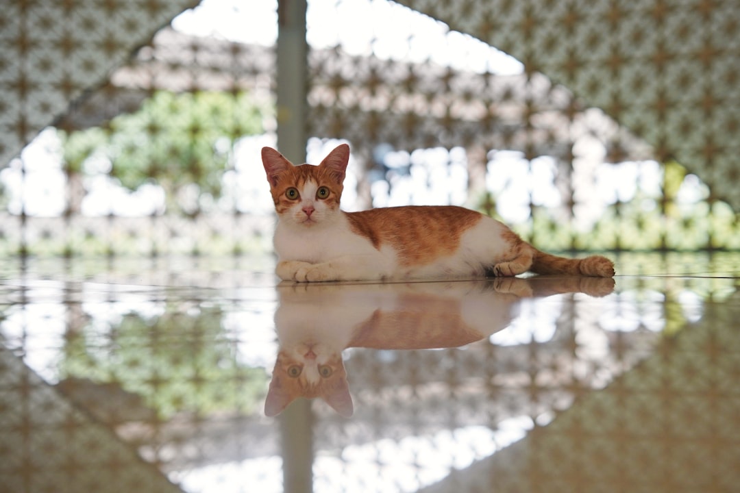 A cat at rest, where worm infections are often invisible