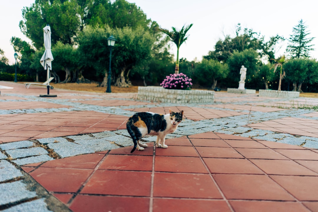 How to Tell if a Community Cat Has Already Been Fixed