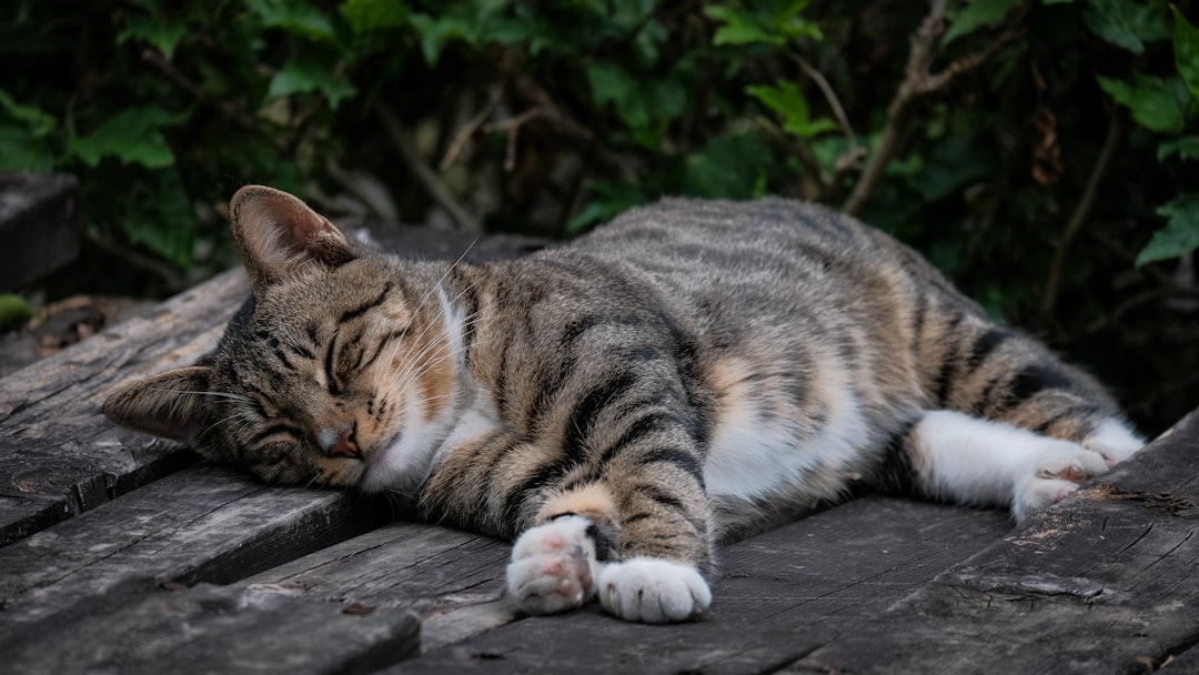 Is My Cat Overweight? How to Check Body Condition Properly