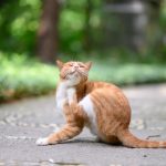A cat scratching, the most visible sign of skin irritation