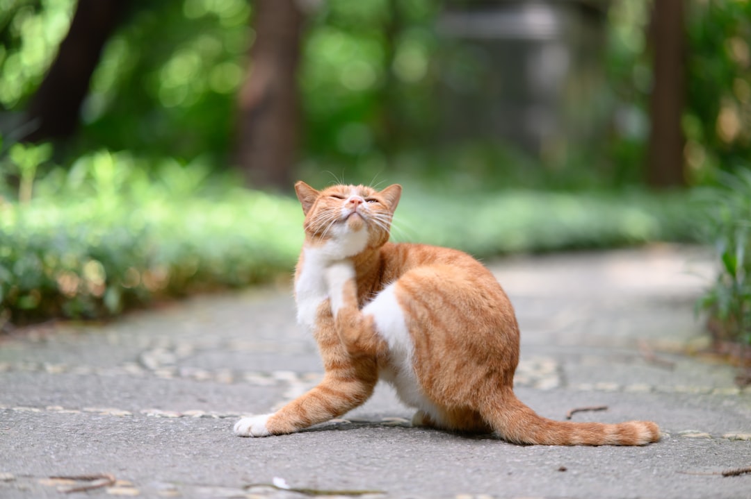 A cat scratching, the most visible sign of skin irritation