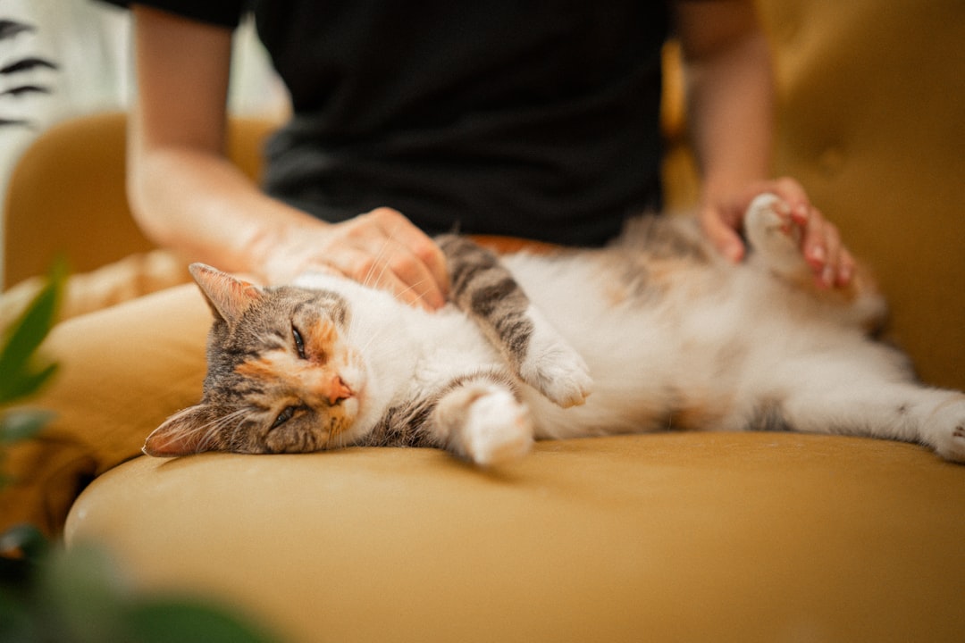 An owner keeping their cat at home through a difficult period