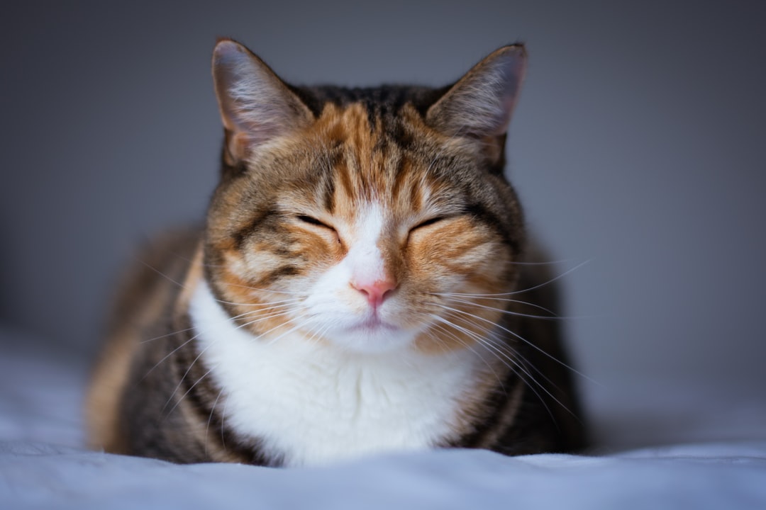 A senior cat resting, the age group most affected by kidney disease