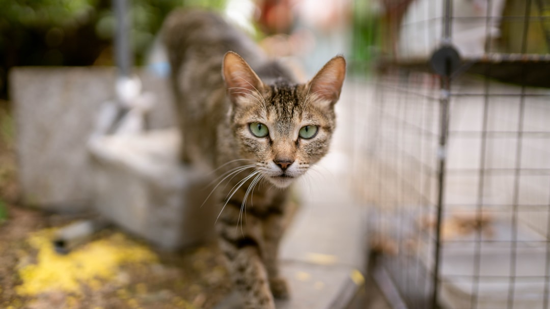 Cats waiting for adoption at the Kings County animal shelter in Hanford